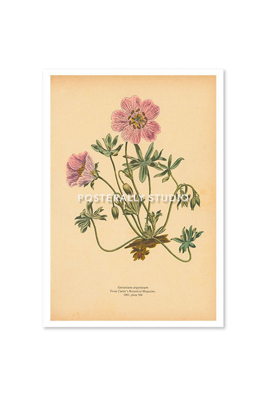 Geranium Argenteum or Silvery Crane's Bill