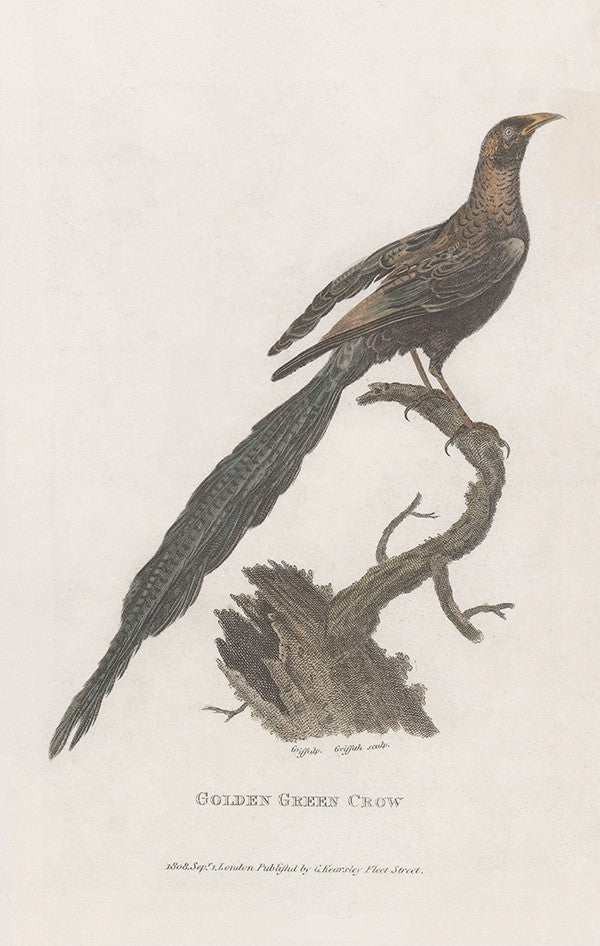 Golden Green Crow