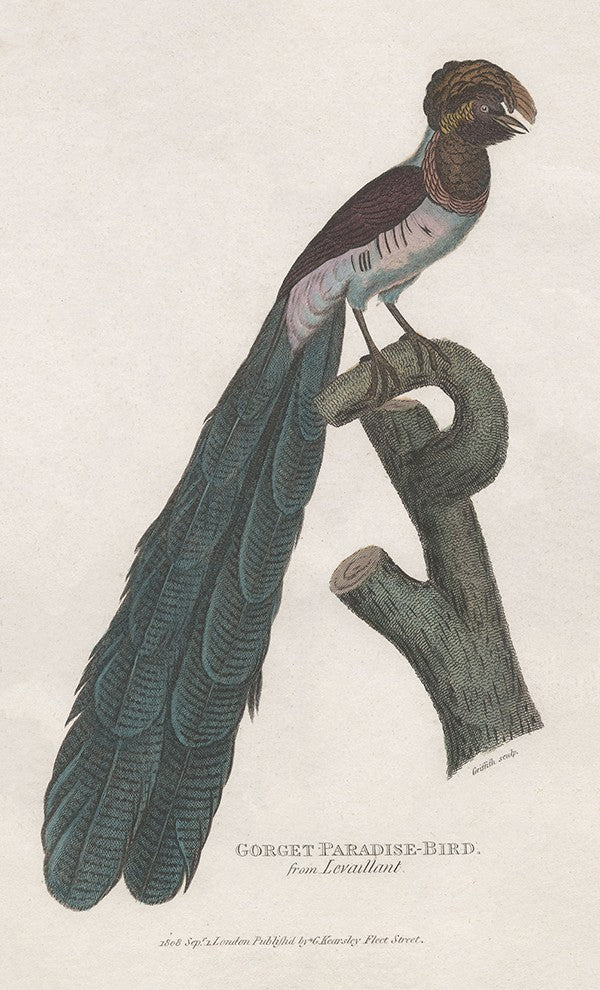 Gorget Paradise-Bird
