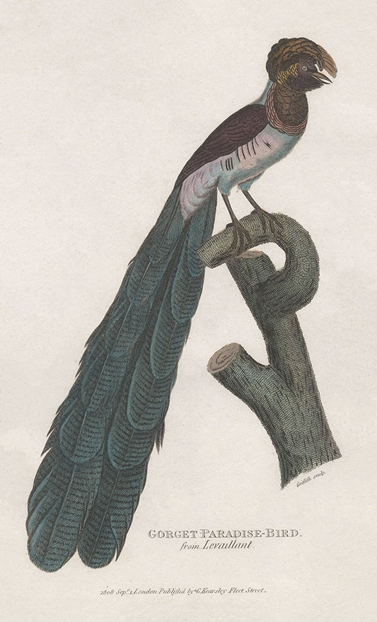 Gorget Paradise-Bird
