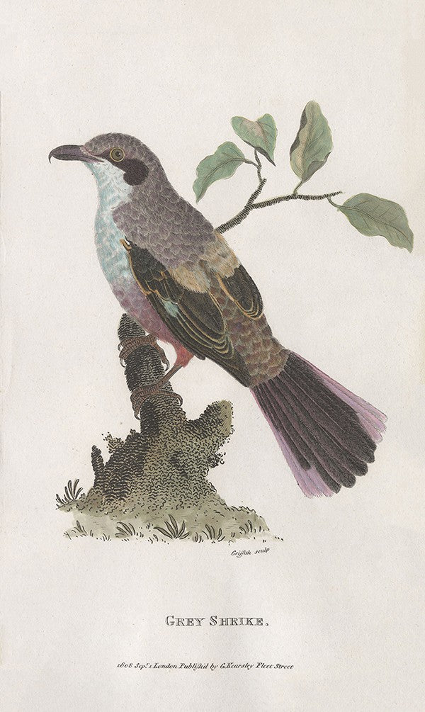 Grey Shrike