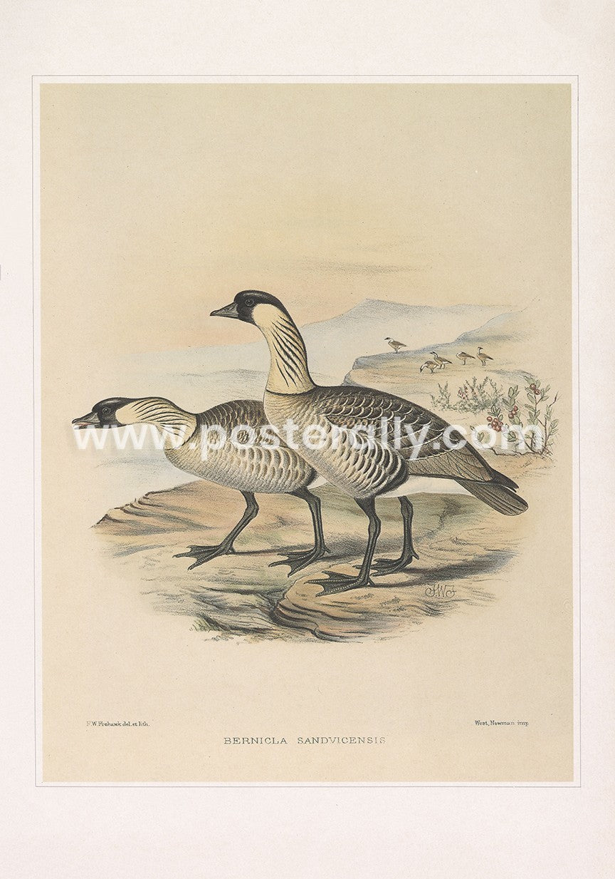 Hawaiian Goose