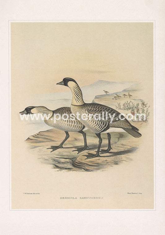 Hawaiian Goose