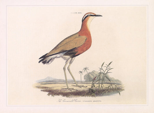 Indian Courser