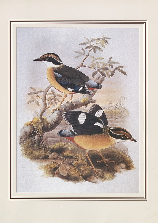 Indian Pitta Pitta Brachyura