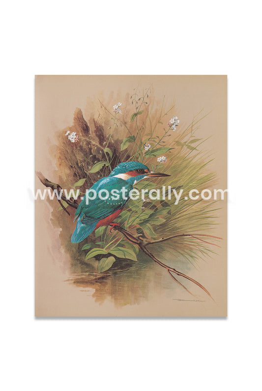 Kingfisher