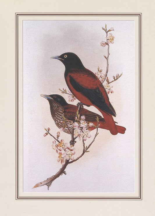 Maroon Oriole