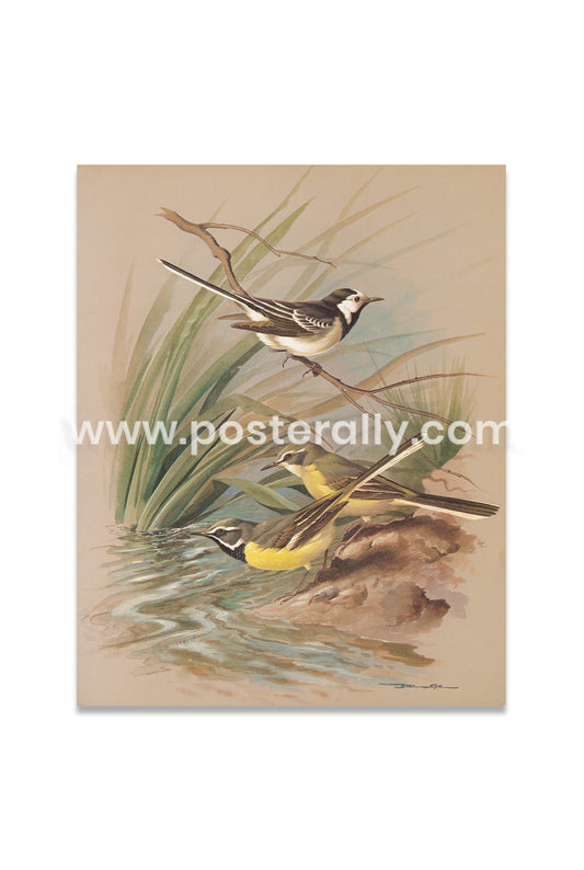 Pied wagtail and grey wagtail