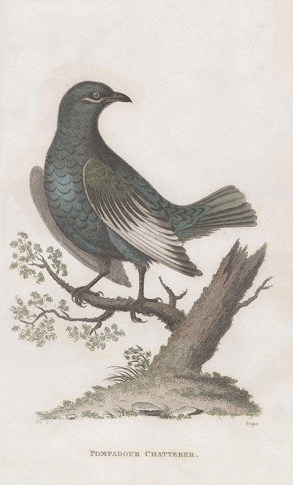 Pompadour Chatterer