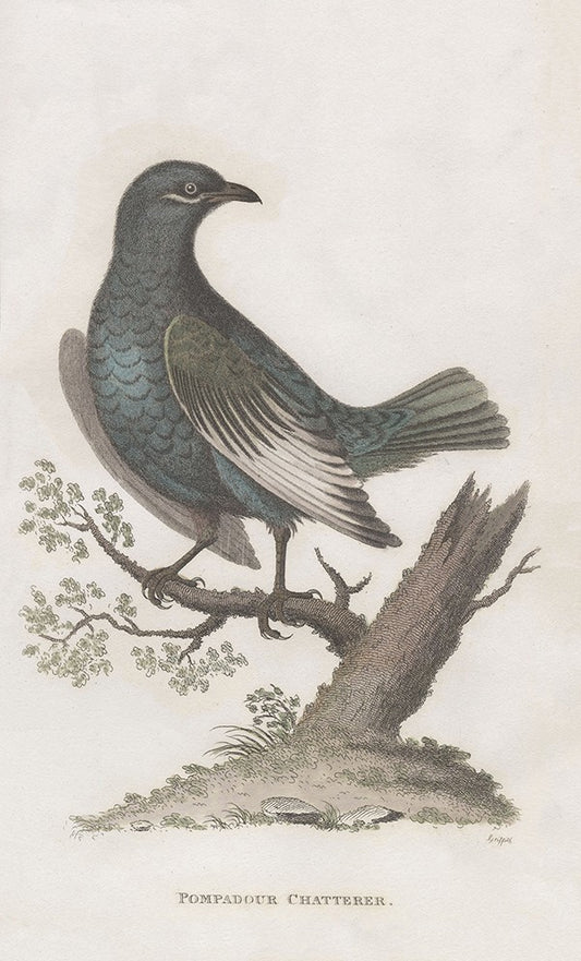 Pompadour Chatterer