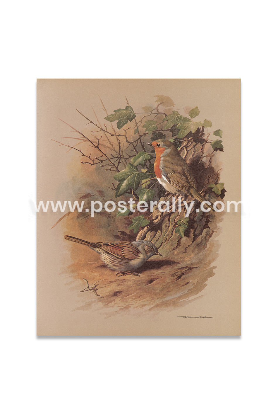 Robin and Dunnock
