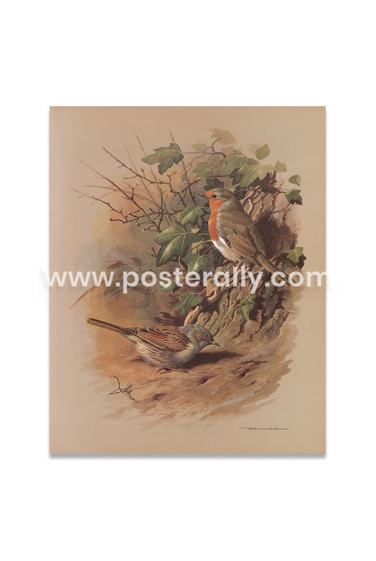 Robin and Dunnock