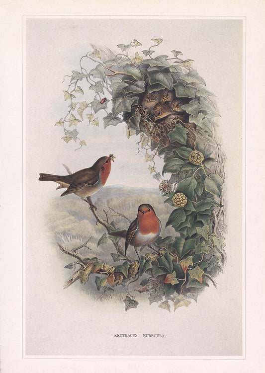 Robin