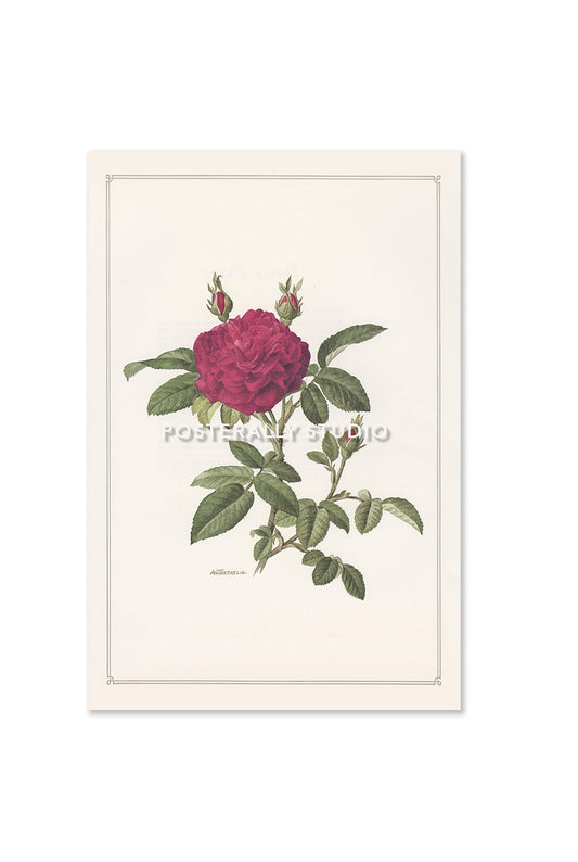 Rose Des Maures