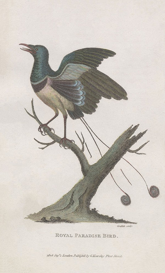 Royal Paradise Bird