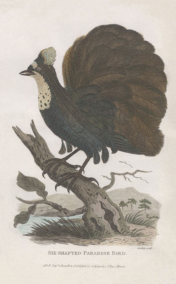 Six-Shafted Paradise-Bird – Posterally Studio