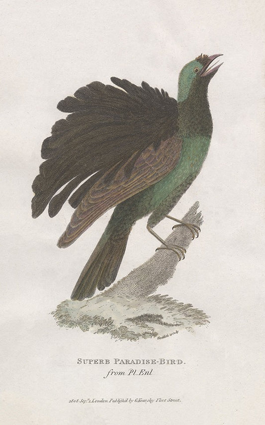 Superb Paradise-Bird