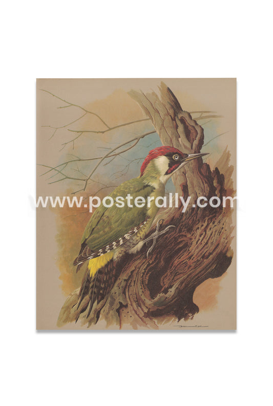 The Green Woodpecker (3)