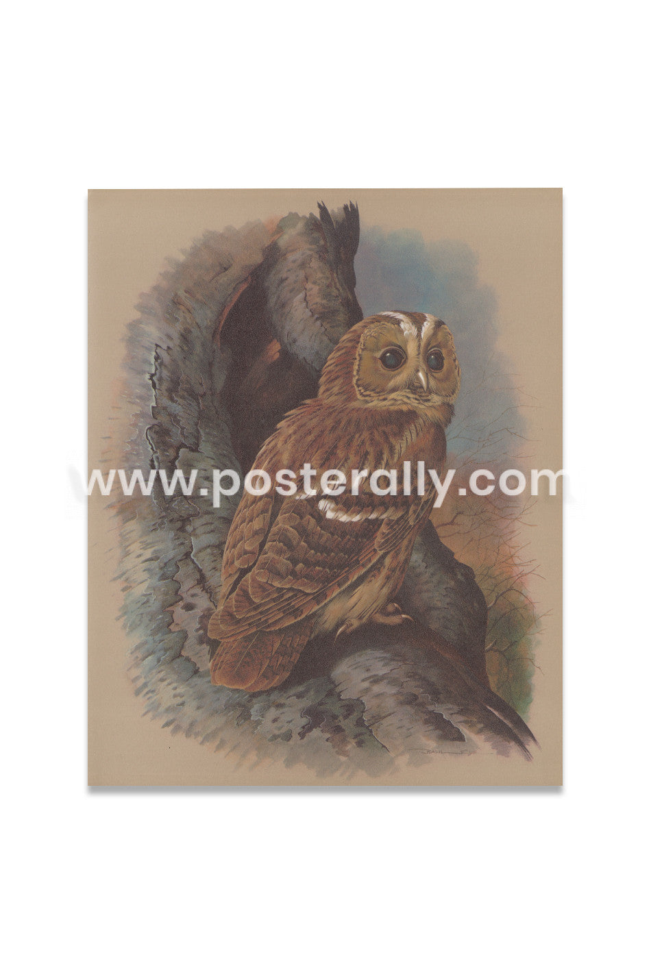 The Tawny Owl