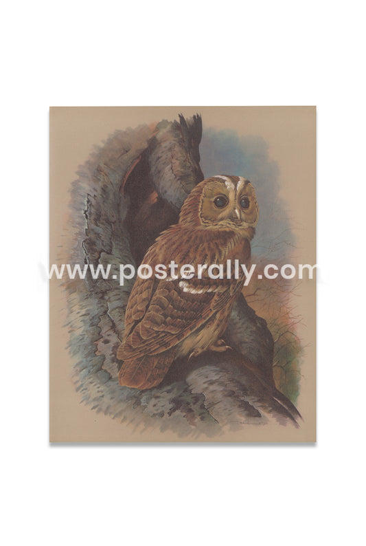 The Tawny Owl