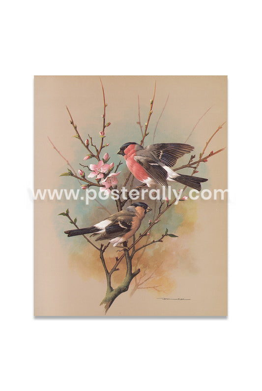 The bullfinch