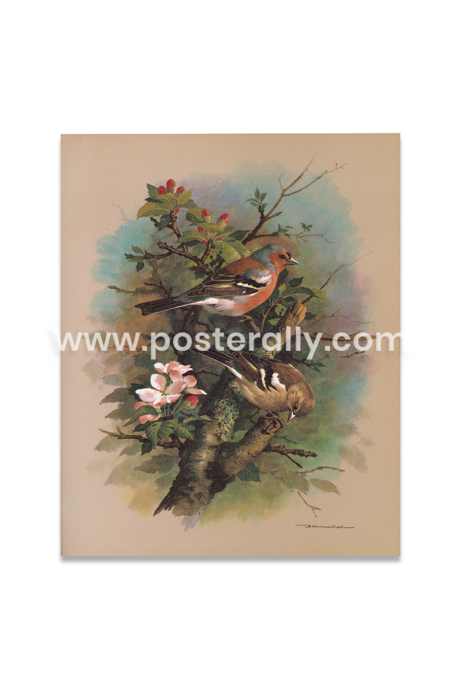 The chaffinch