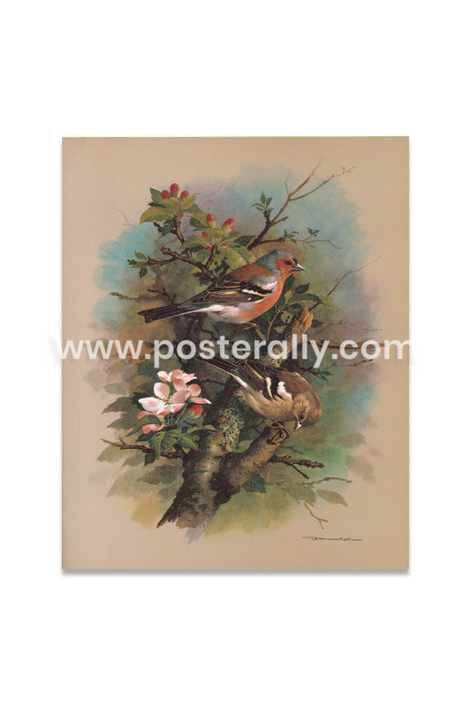 The chaffinch