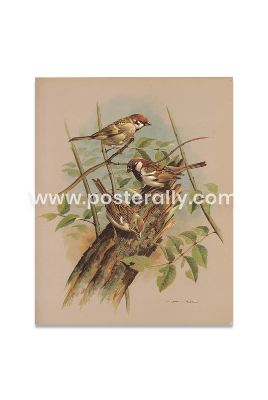 The tree sparrow and the house sparrow