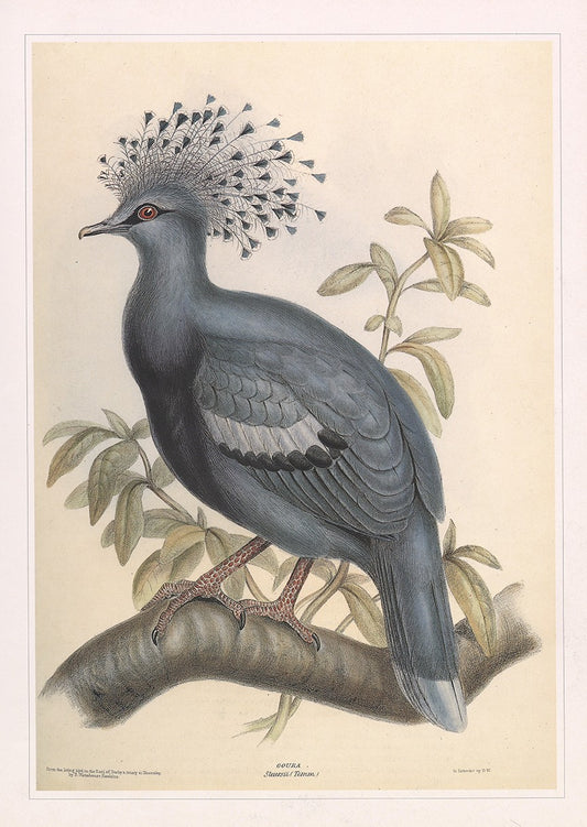 Victoria Crowned Pigeon