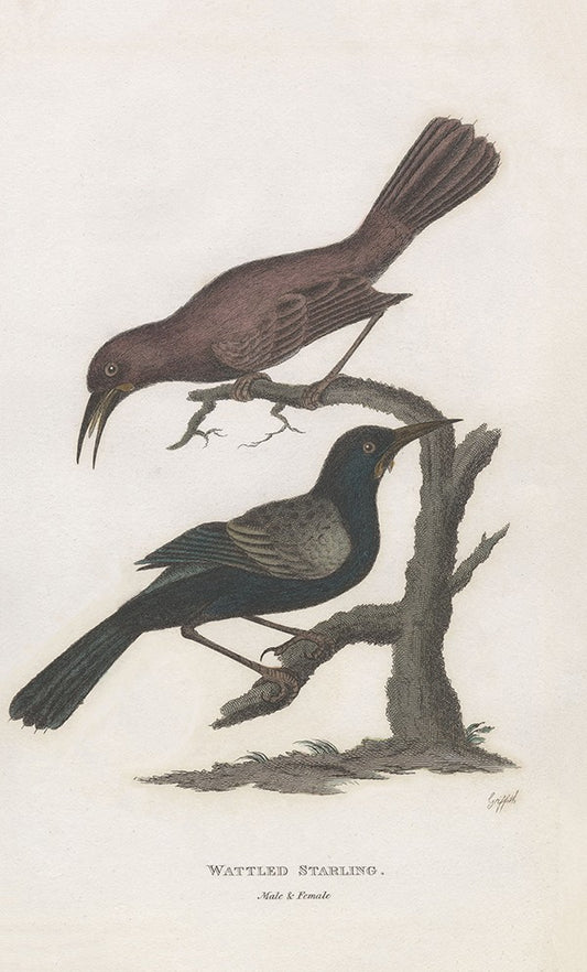 Wattled Starling
