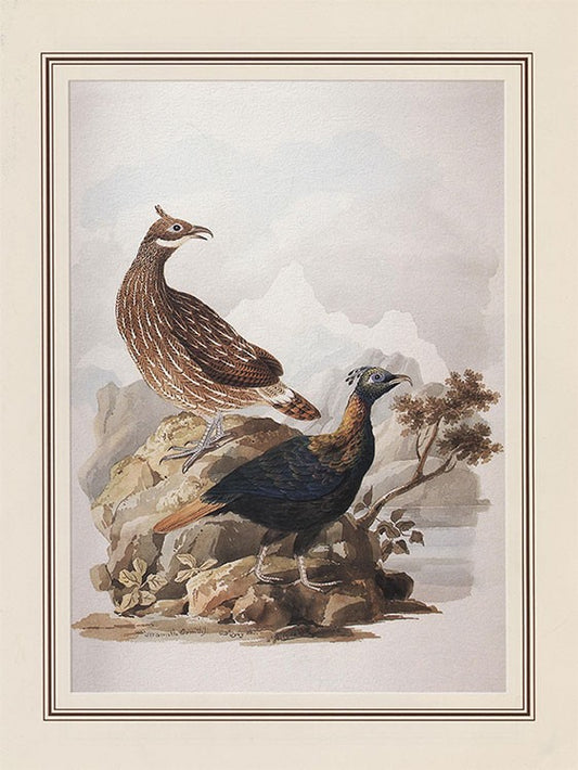 Impeyan / Monal Pheasant (lophophorus Impejanus)