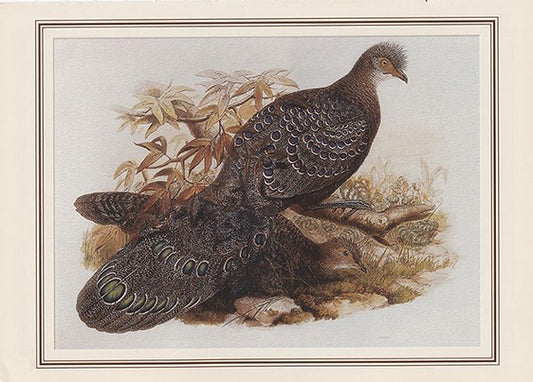 Gray Peacock Pheasant (polyplectron Bicalcaratum)