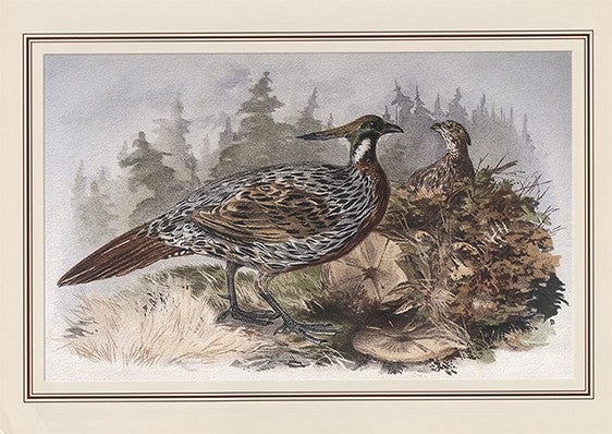 Koklas Pheasant (pucrasia Macrolopha)