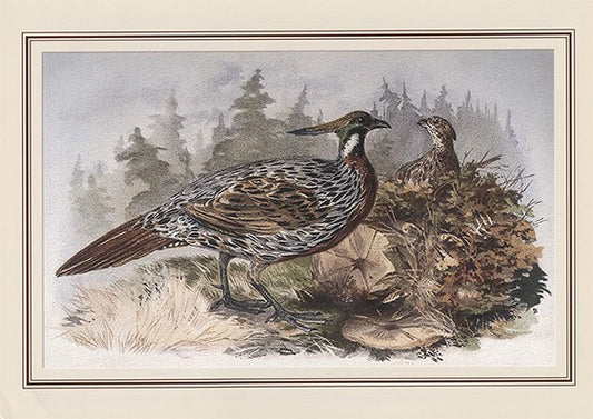 Koklas Pheasant (pucrasia Macrolopha)