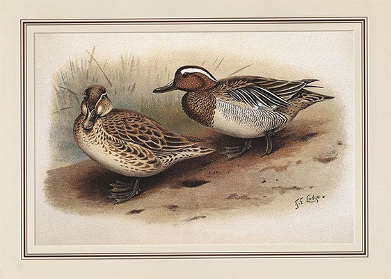Garganey / Blue-winged (teal Anas Querquedula)