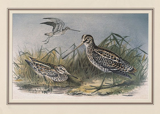 Common Fantail Snipe (gallinago Gallinago)
