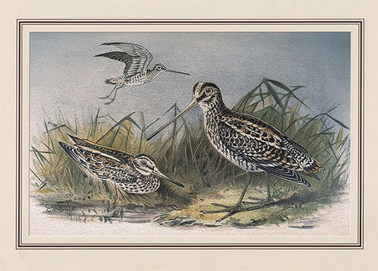 Common Fantail Snipe (gallinago Gallinago)
