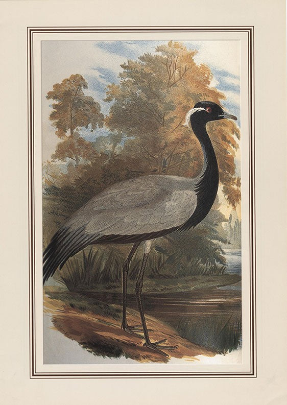Demoiselle Crane (anthropoides Virgo)