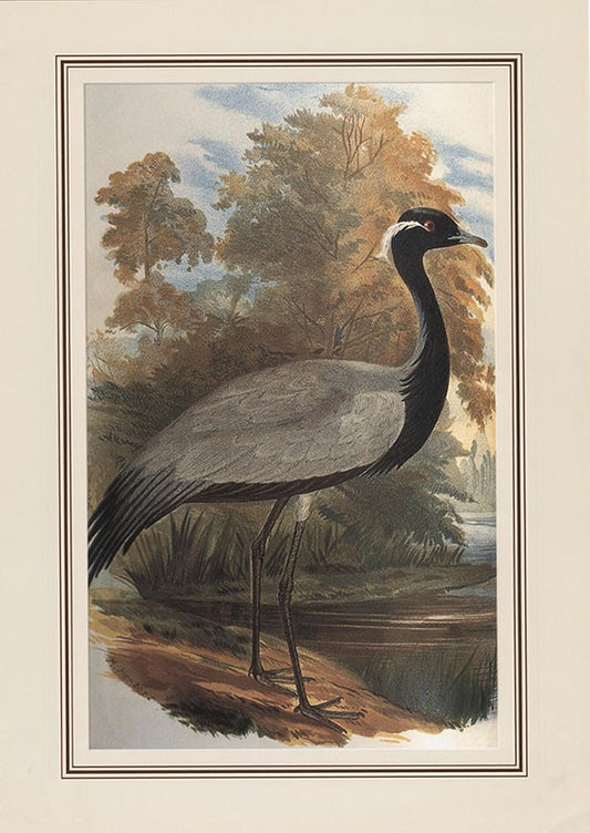 Demoiselle Crane (anthropoides Virgo)