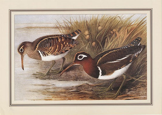 Painted Snipe (rostratula Benghalensis)