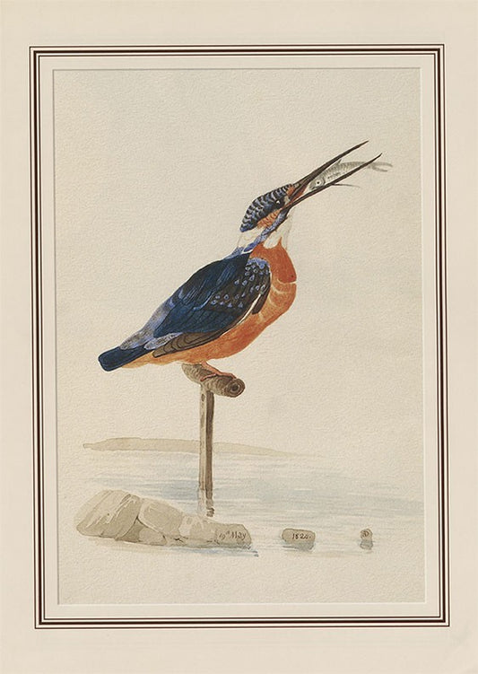 Common Kingfisher (alcedo Atthis)