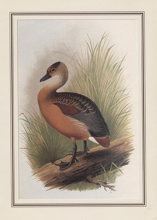 Whistling Teal (dendrocygna Javanica)