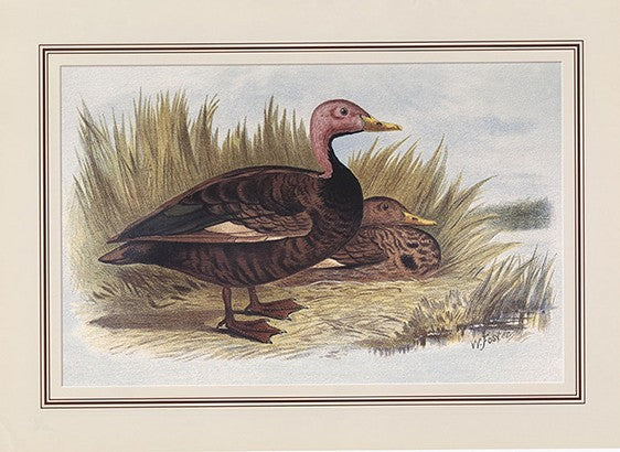 Pink-headed Duck (rhodonessa Caryophyllacea)