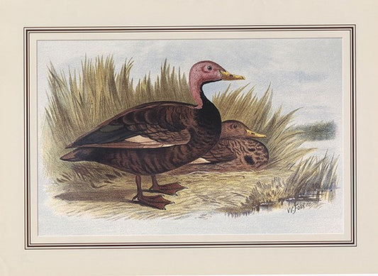 Pink-headed Duck (rhodonessa Caryophyllacea)