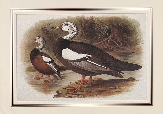 White-winged Wood Duck (cairina Scutulata)