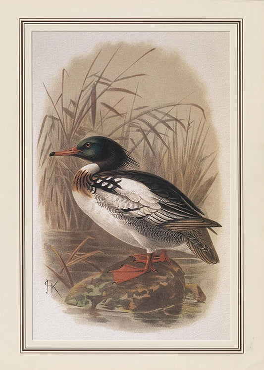 Red-breasted Merganser (mergus Serrator)