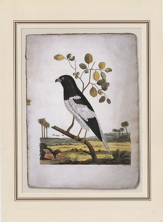 Pied Harrier (circus Melanoleucos)