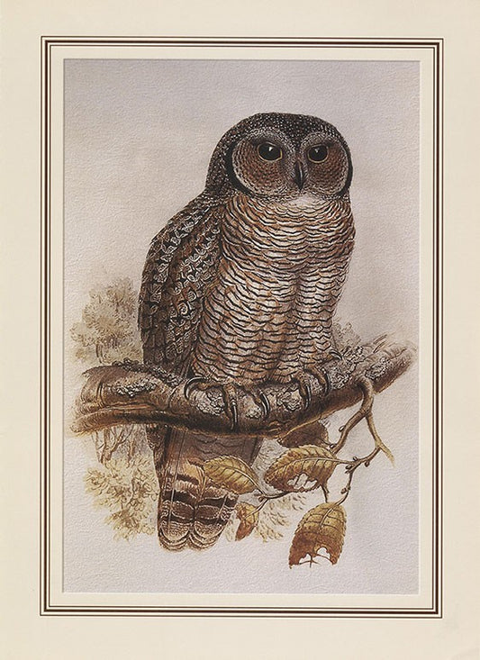 Mortalled Wood Owl