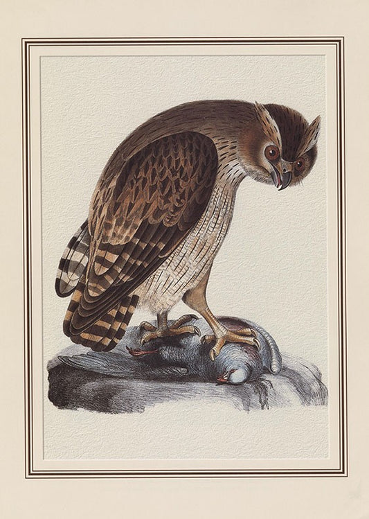 Horned Owl