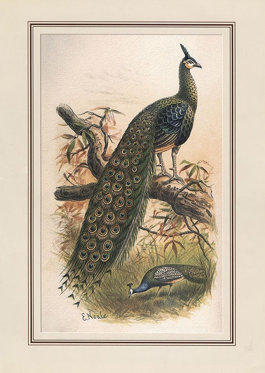 Eastern Or Burmese Peafowl (pavo Muticus)